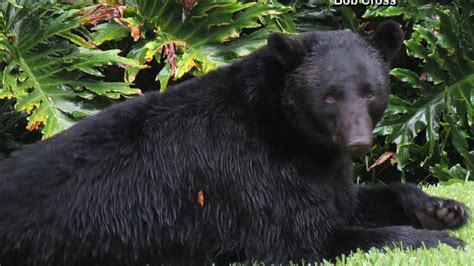 Can you own a bear in Florida?