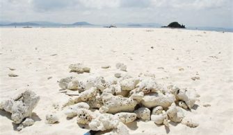 Can You Pick Up Dead Coral On The Beach?