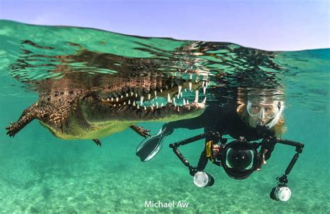 Can you scuba dive with crocodiles?