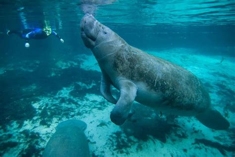 Can You See Manatees In Orlando?