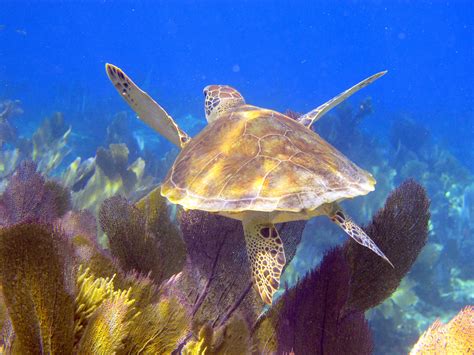 Can you see sea turtles in Key Largo?