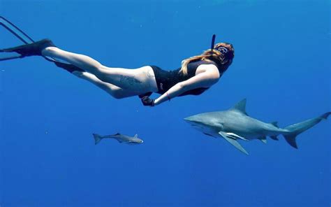 Can you shark dive in Miami?