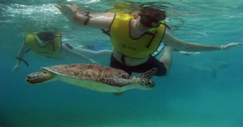 Can you snorkel with sea turtles in Florida?