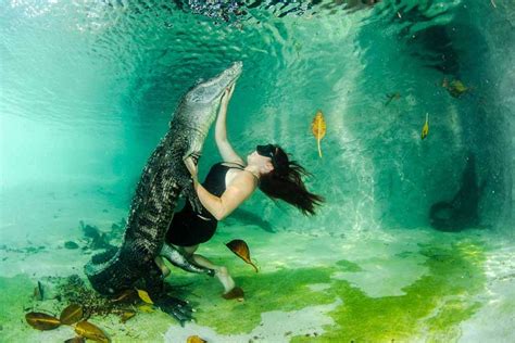 Can you swim in lakes with alligators?