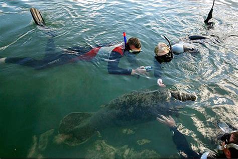 Can You Swim With Manatees In Orlando?