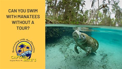 Can You Swim With Manatees Without A Tour?