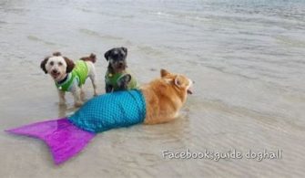 Can You Take Dogs To Mermaid Beach?