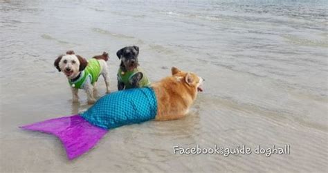 Can you take dogs to Mermaid Beach?