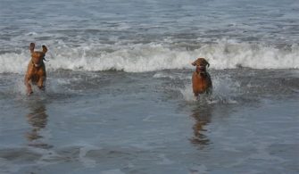 Can You Take Dogs To Morro Bay?