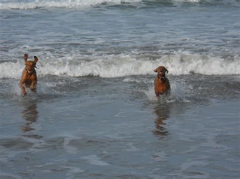 Can you take dogs to Morro Bay?