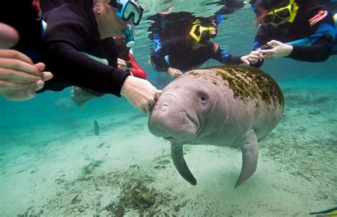 Can you touch Florida manatees?