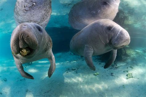 Can you touch manatees in Crystal River?