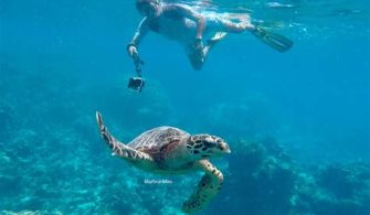 Can You Touch Sea Turtles While Snorkeling?