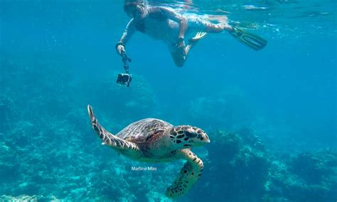 Can you touch sea turtles while snorkeling?