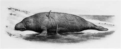 Did Native Americans eat manatee?