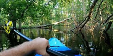 Do alligators bother people in kayaks?