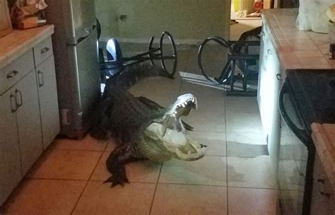 Do alligators enter homes in Florida?