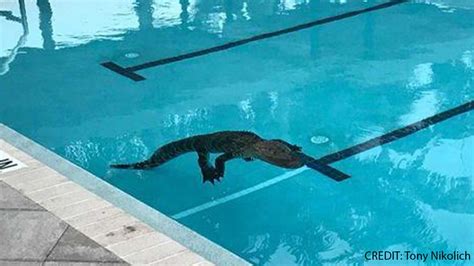 Do Alligators Get In Pools In Florida?