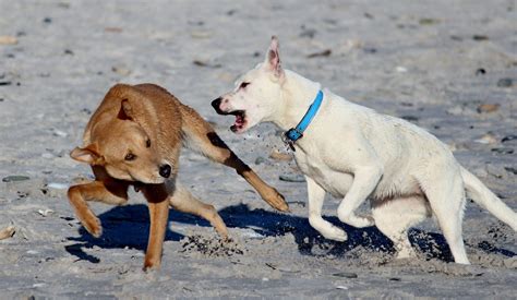 Do Dogs Fight At Dog Parks?