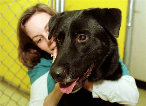 Do Dogs Like Being Hugged?