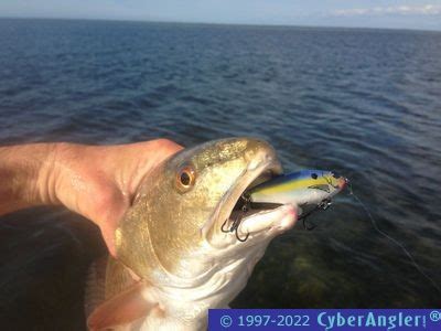 Do fish bite when its cold in Florida?