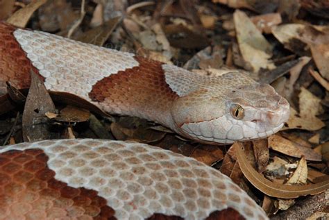 Do Florida Springs Have Snakes?