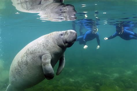 Do I Need A Wetsuit To Swim With Manatees?