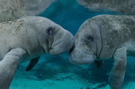 Do Manatees Love Humans?