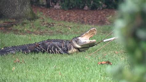 Do Orlando Lakes Have Gators?