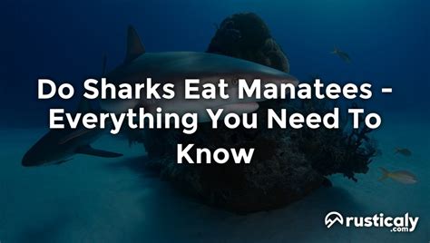 Do sharks feed on manatees?