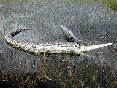 Do snakes eat alligators in the Everglades?