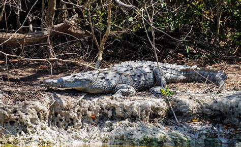 Do The Everglades Have Crocodiles?