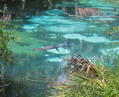 Do The Springs In FL Have Alligators?