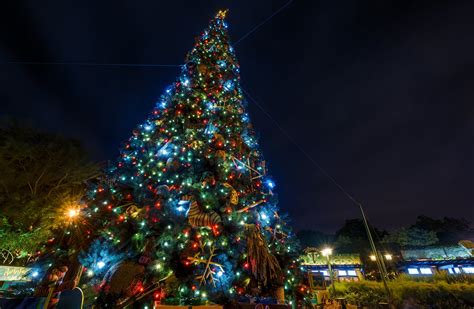 Do They Decorate Animal Kingdom For Christmas?