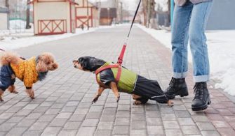 Do Walks Help Reactive Dogs?