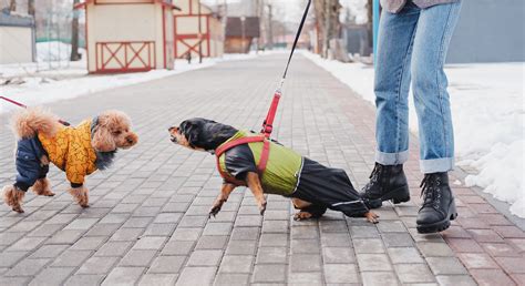 Do walks help reactive dogs?