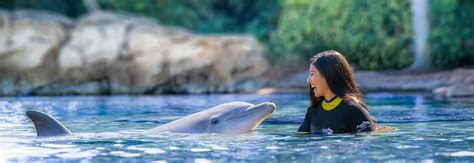 Do you actually swim with dolphins at Discovery Cove?