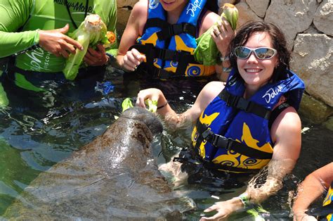 Do You Have To Wear A Wetsuit When Swimming With Manatees?