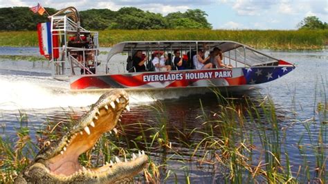 Do You See Alligators On Airboat Tours?