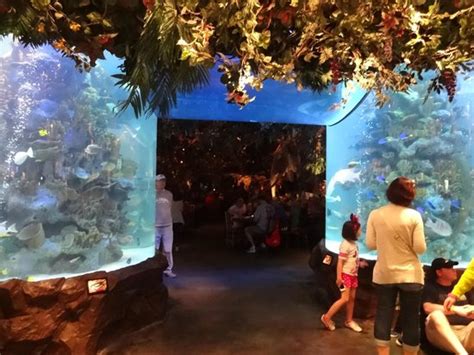 Does Animal Kingdom have aquarium?