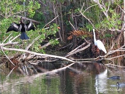 Does anyone live in the Florida Everglades?