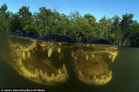 Does Anyone Swim In The Everglades?