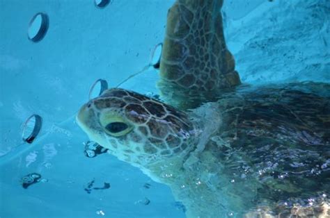 Does Clearwater Aquarium Have Sea Turtles?