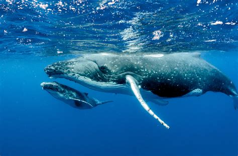 Does Clearwater Aquarium Have Whales?