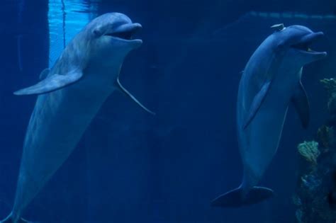 Does EPCOT aquarium have dolphins?