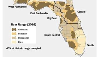 Does Florida Have A Bear Problem?