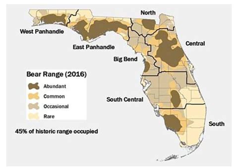 Does Florida have a bear problem?