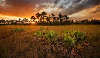 Does Florida Have Nature?