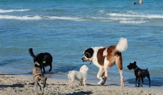 Does Fort Lauderdale Beach Allow Dogs?