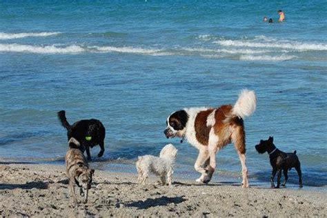 Does Fort Lauderdale Beach Allow Dogs?